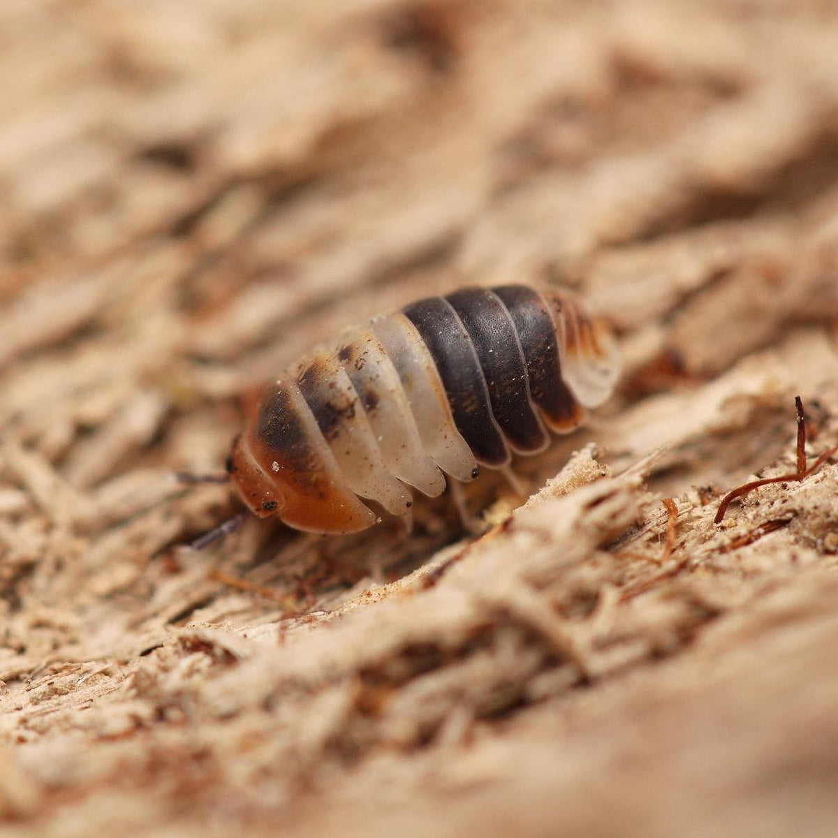 Cubaris sp.“White Sharks”