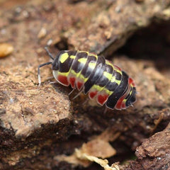 Merulanella “Red Diablo”