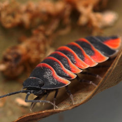 Merulanella Sp. “Super Red Ember Bees”