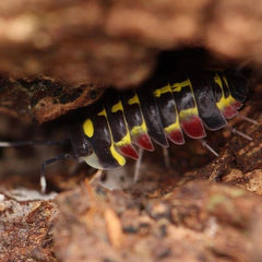 Merulanella “Red Diablo”