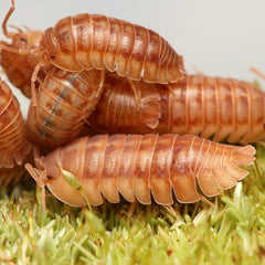 Armadillidium Nasatum "Peach"