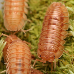 Armadillidium Nasatum "Peach"