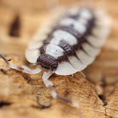 Porcellio Expansus “High White”