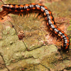 Helicorthomorpha holstii Millipede