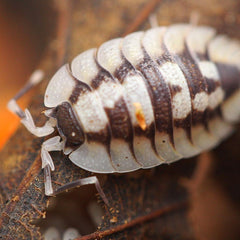 Porcellio Expansus “High White”