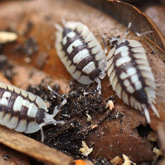 Porcellio Expansus “High White”