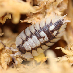 Porcellio Expansus “High White”