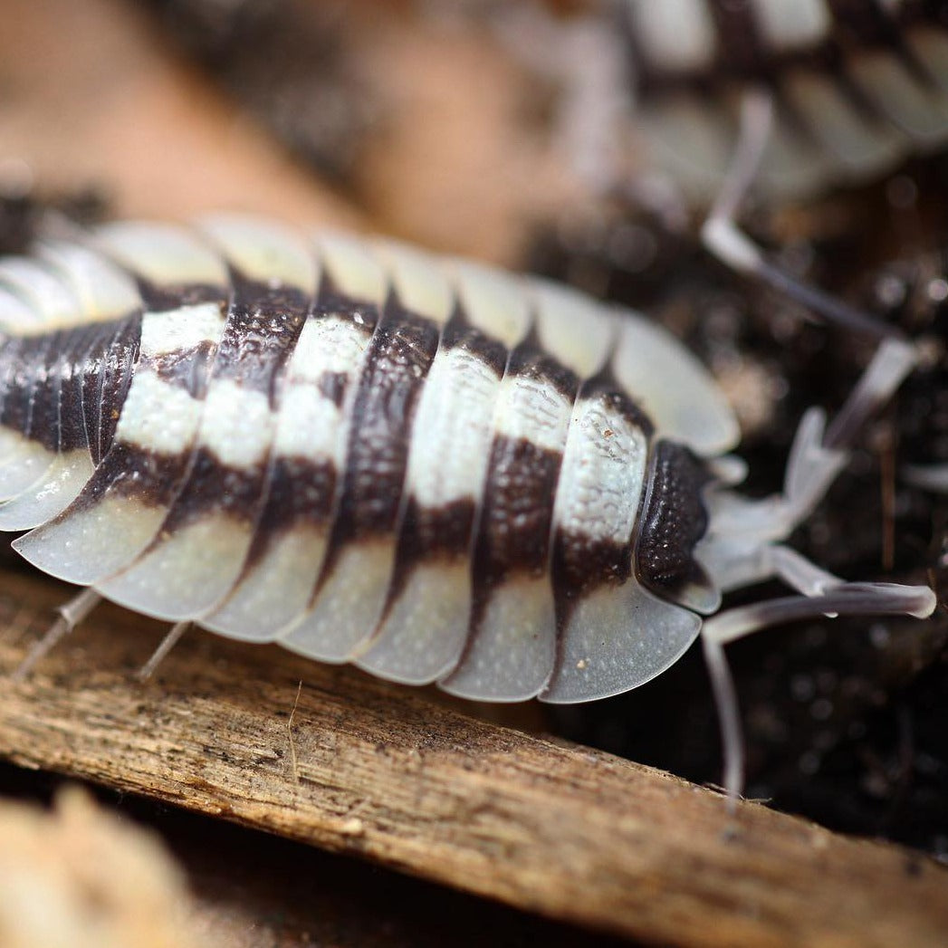 Porcellio Expansus “High White”