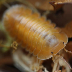 Cubaris Sp. “Orange Freezy”