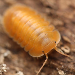 Cubaris Sp. “Orange Freezy”