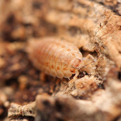 Agabiformius Lentus “Persimmon”