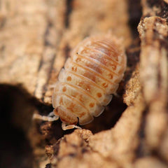 Agabiformius Lentus “Persimmon”