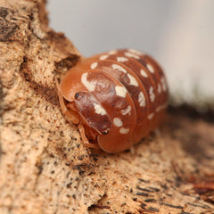 Armadillidium Werneri “Orange"