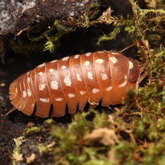 Armadillidium Werneri “Orange"