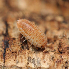 Agabiformius Lentus “Persimmon”