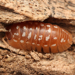 Armadillidium Werneri “Orange"