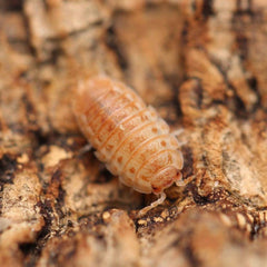 Agabiformius Lentus “Persimmon”