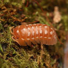 Armadillidium Werneri “Orange"