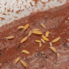 Ceratophysella Sp. "Albino Lilac Springtails"