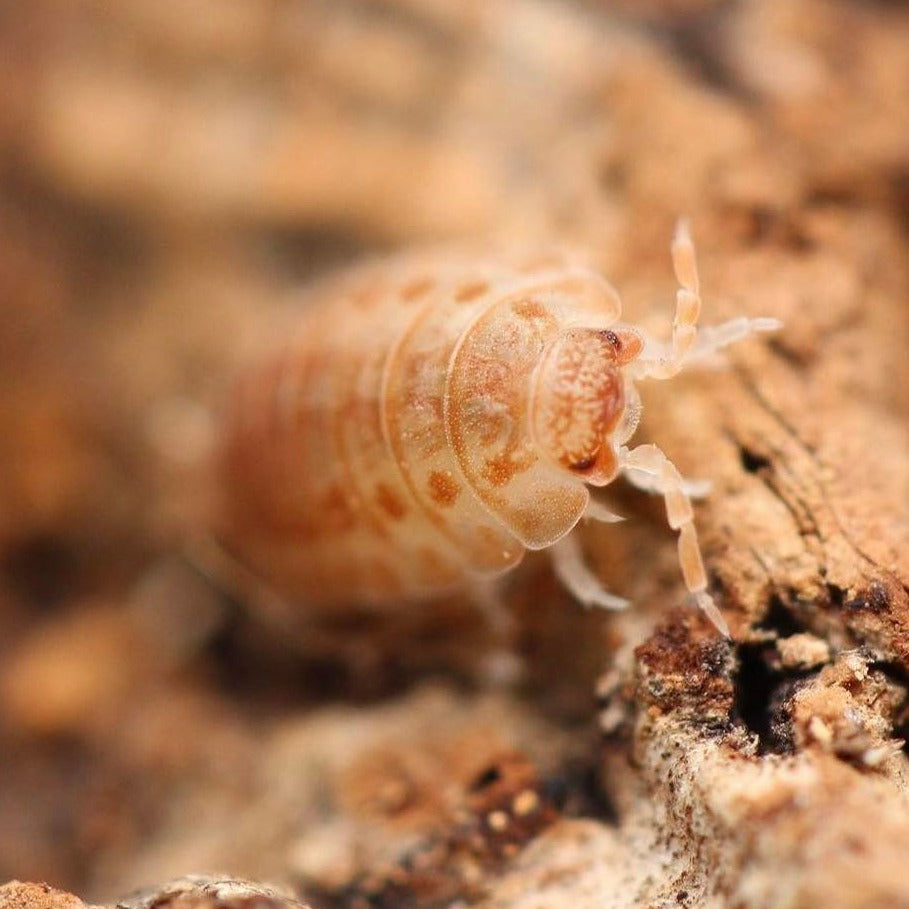 Agabiformius Lentus “Persimmon”