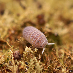 Ctenorillo Sp " Boqueron" - Puerto Rico Spiky Isopod