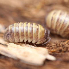 Armadillidium "Badium"