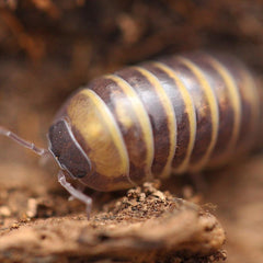 Armadillidium "Badium"