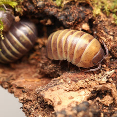 Armadillidium "Badium"