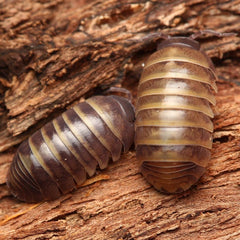 Armadillidium "Badium"