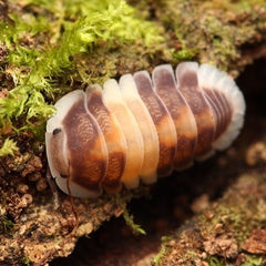 Cubaris Millipede and Springtails starter Bundle