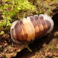 Cubaris Sp. "Cappuccino"