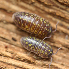 Armadillidium Versicolor “Ceska”