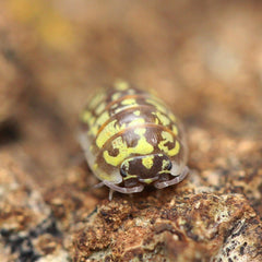 Armadillidium Versicolor “Ceska”