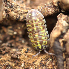 Armadillidium Versicolor “Ceska”