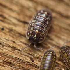 Armadillidium Versicolor “Ceska”