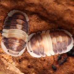 Cubaris Sp. "Cappuccino"