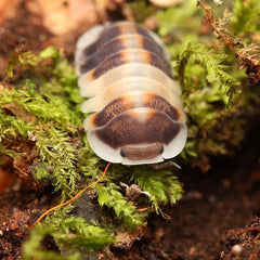 Cubaris Sp. "Cappuccino"