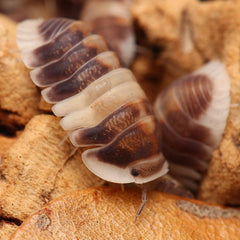 Cubaris Sp. "Cappuccino"