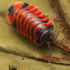 Merulanella Sp. “Super Red Ember Bees”