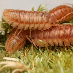 Armadillidium Nasatum "Peach"