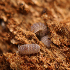 Ctenorillo Sp " Boqueron" - Puerto Rico Spiky Isopod