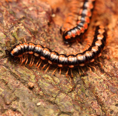 Helicorthomorpha holstii Millipede