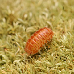 Venezillo Parvus “Orange Marmalade”