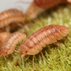 Armadillidium Nasatum "Peach"