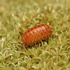 Venezillo Parvus “Orange Marmalade”