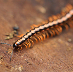 Helicorthomorpha holstii Millipede