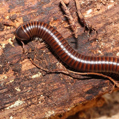 Leptogoniulus Sorornus Millipede “Panama”