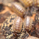 Armadillidium Versicolor "Slovenia"