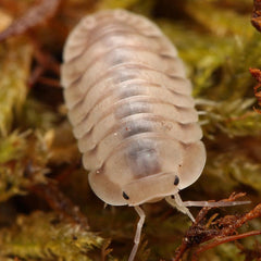 Cubaris Sp. "White Pigeon"