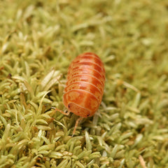 Venezillo Parvus “Orange Marmalade”